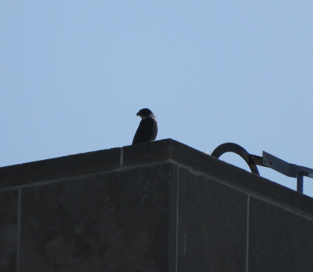 Peregrine Falcon - Mandy Gibson