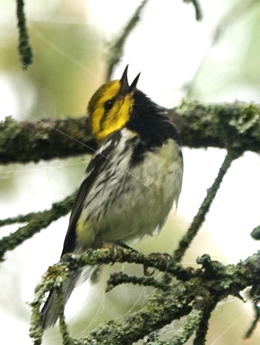 Black-throated Green Warbler - Peter Blancher