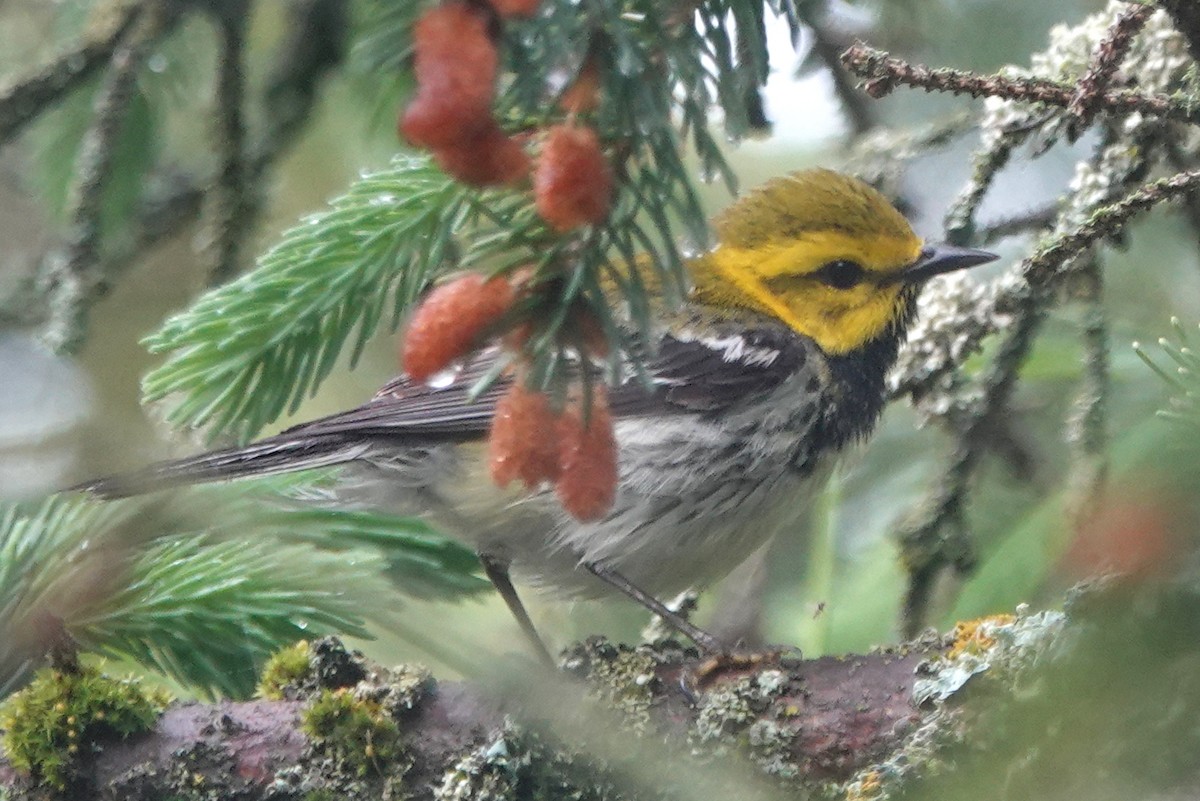 Black-throated Green Warbler - Peter Blancher