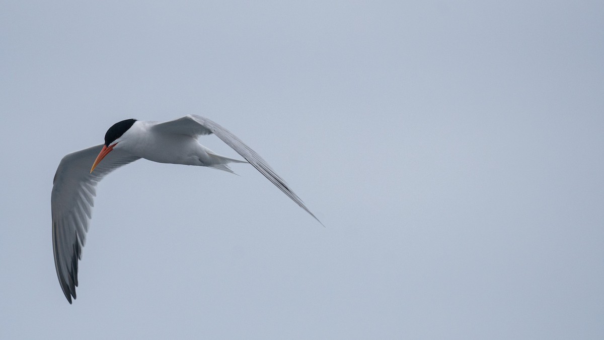 Elegant Tern - Jenna A