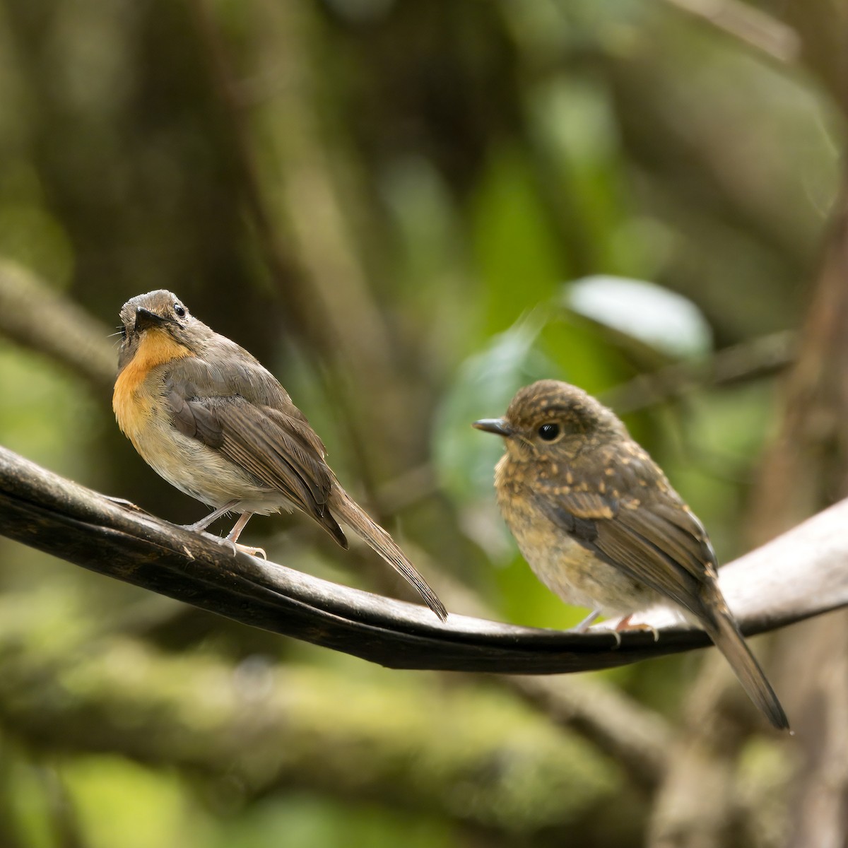 Hill Blue Flycatcher - Ching Chai Liew