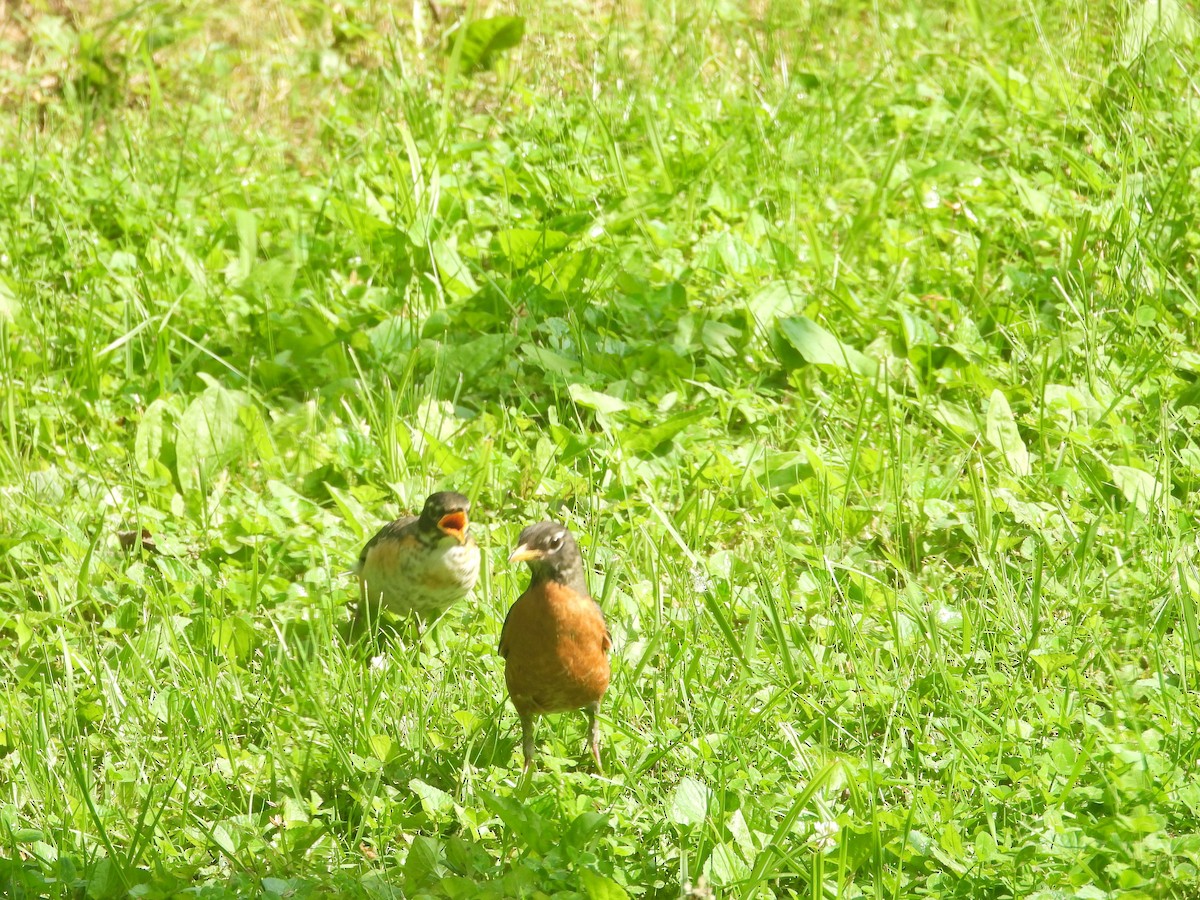 American Robin - Rick Luehrs