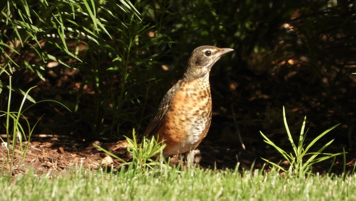 American Robin - Mandy Gibson