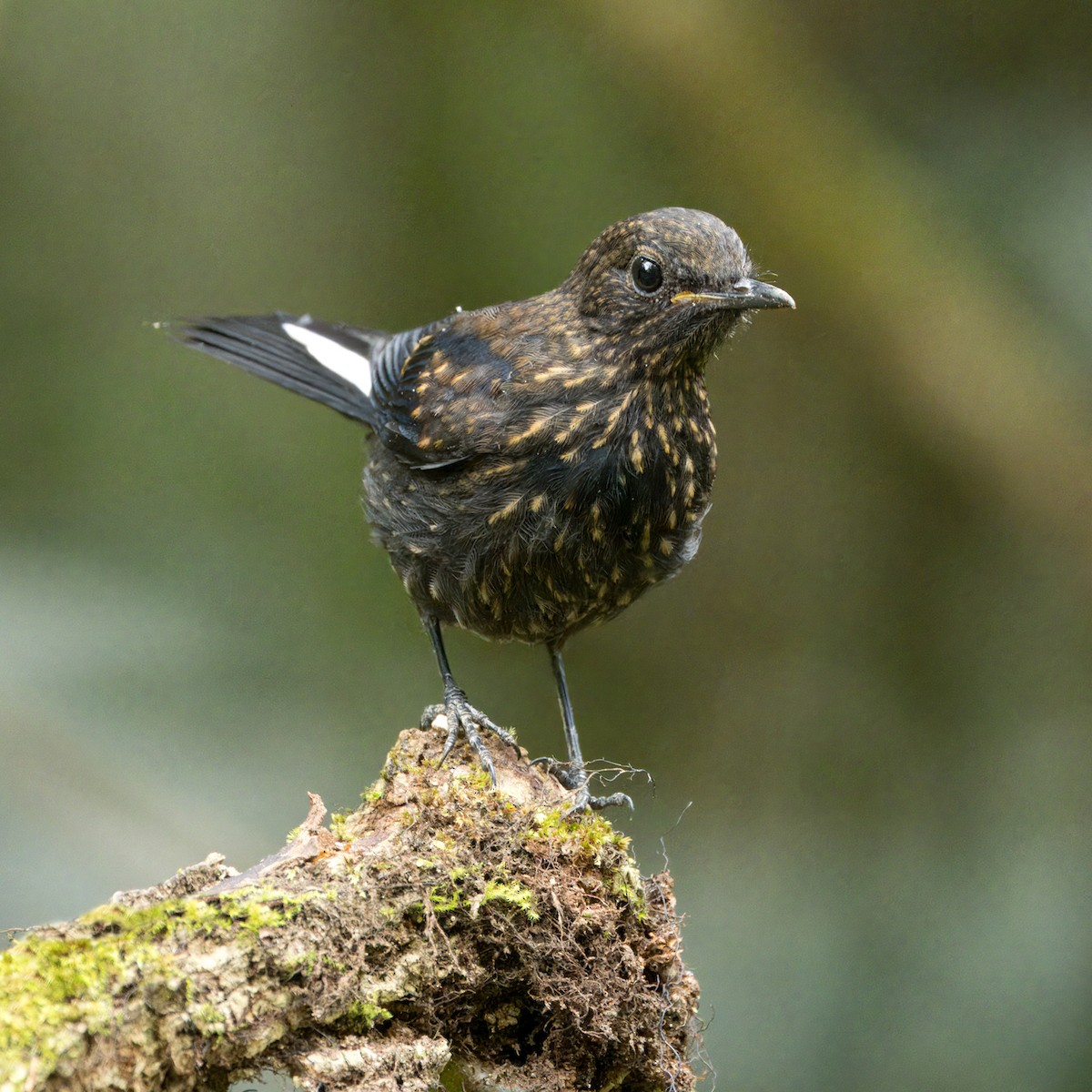 White-tailed Robin - Ching Chai Liew