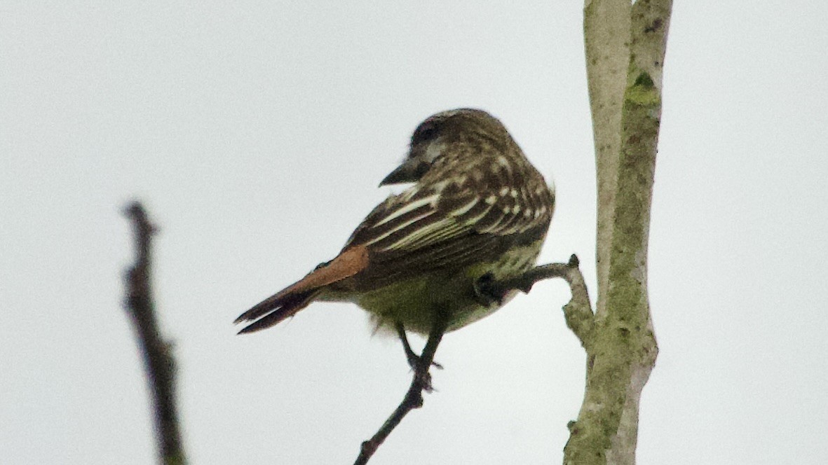 Sulphur-bellied Flycatcher - ML619439547