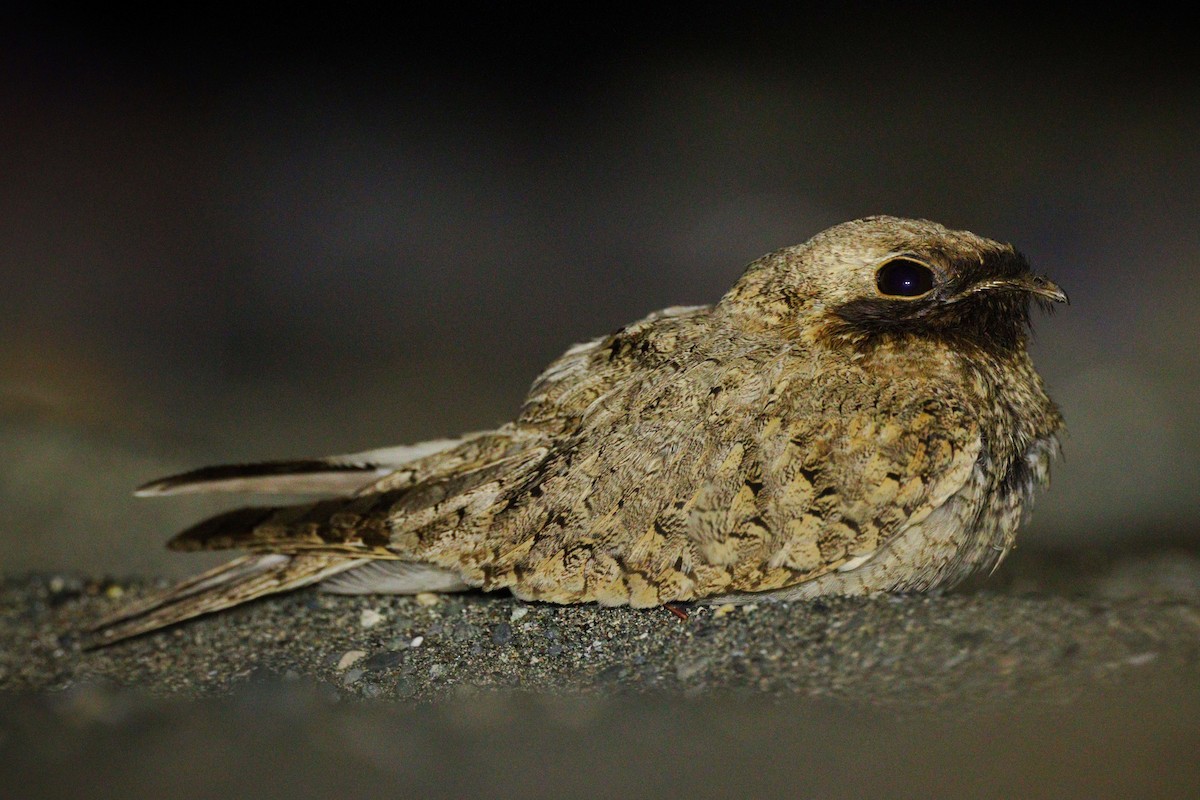 Egyptian Nightjar - Emin Yogurtcuoglu I birddetective