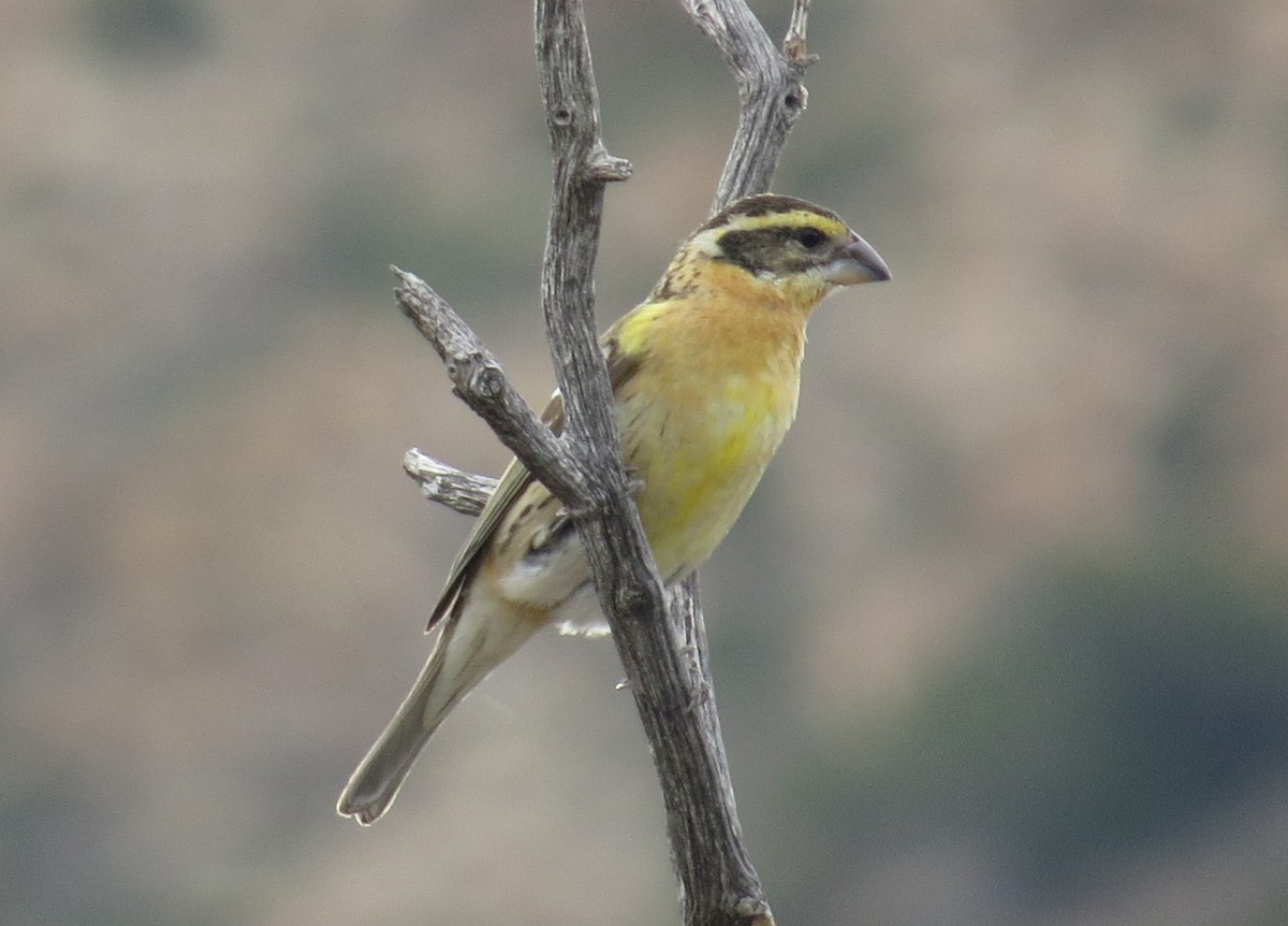 Black-headed Grosbeak - Shaun Robson