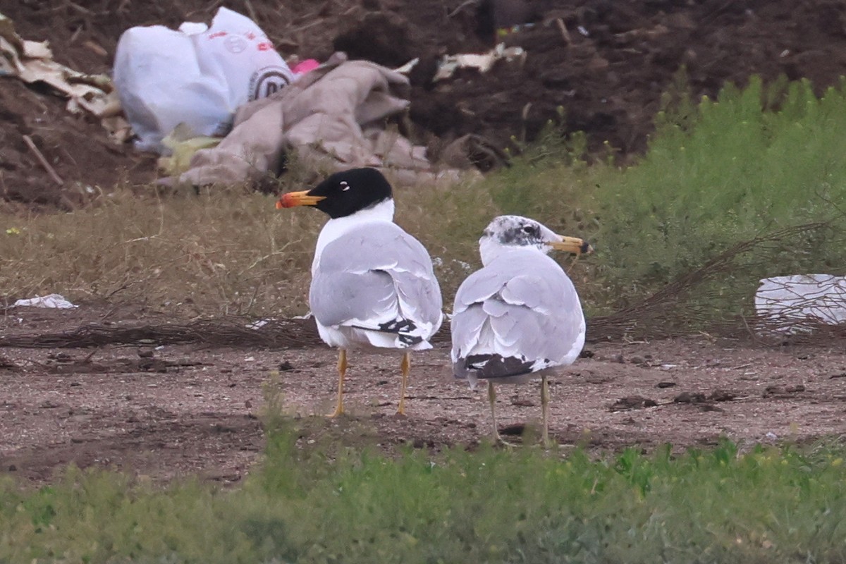 Pallas's Gull - Charley Hesse TROPICAL BIRDING