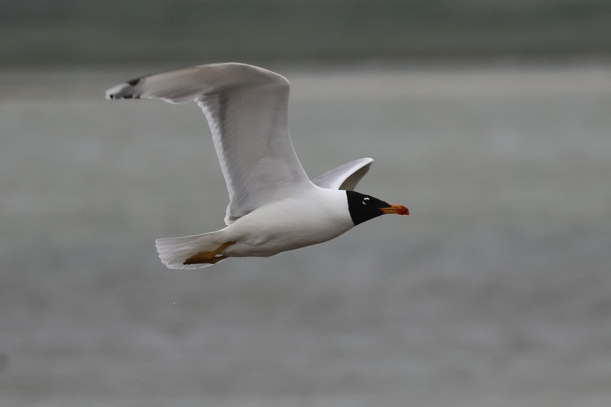 Pallas's Gull - Charley Hesse TROPICAL BIRDING