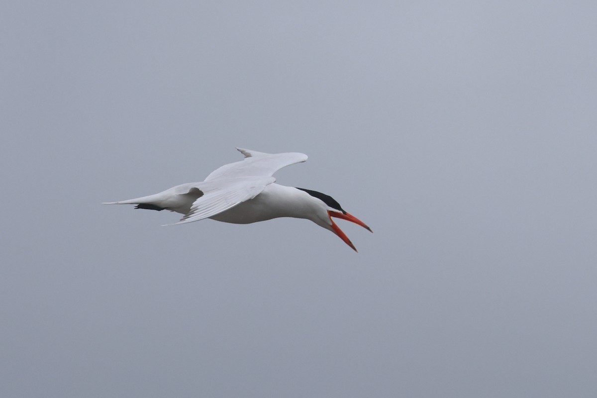 Caspian Tern - Charley Hesse TROPICAL BIRDING