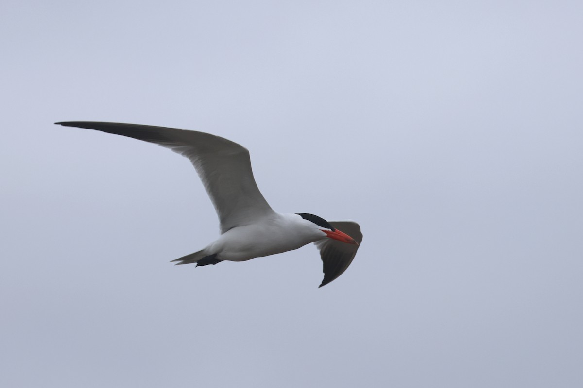 Caspian Tern - Charley Hesse TROPICAL BIRDING