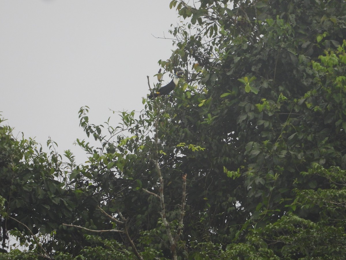 Channel-billed Toucan - Dave Goucher