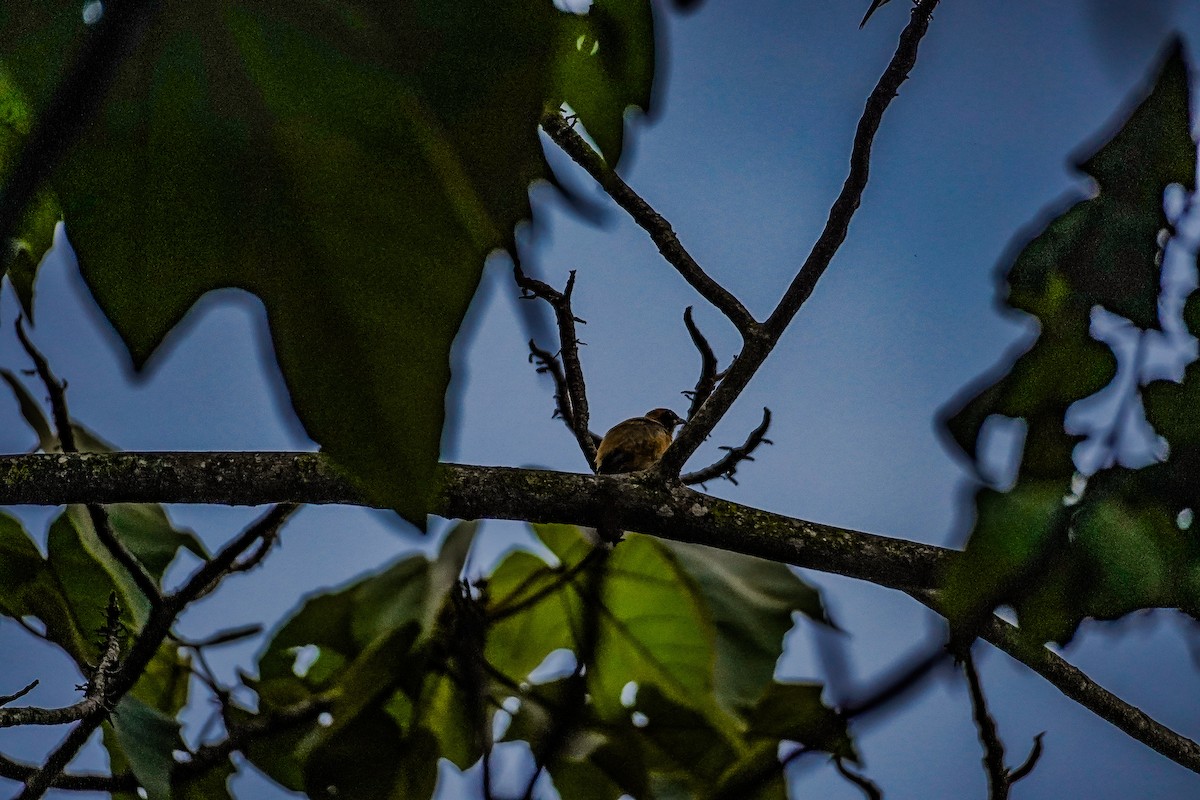 Burnished-buff Tanager - Wilson Raul Carreño Velasco