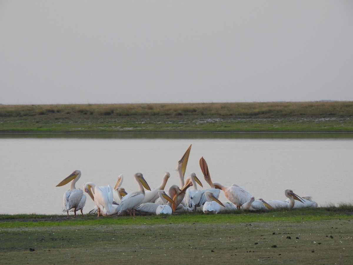 Great White Pelican - Alastair Newton