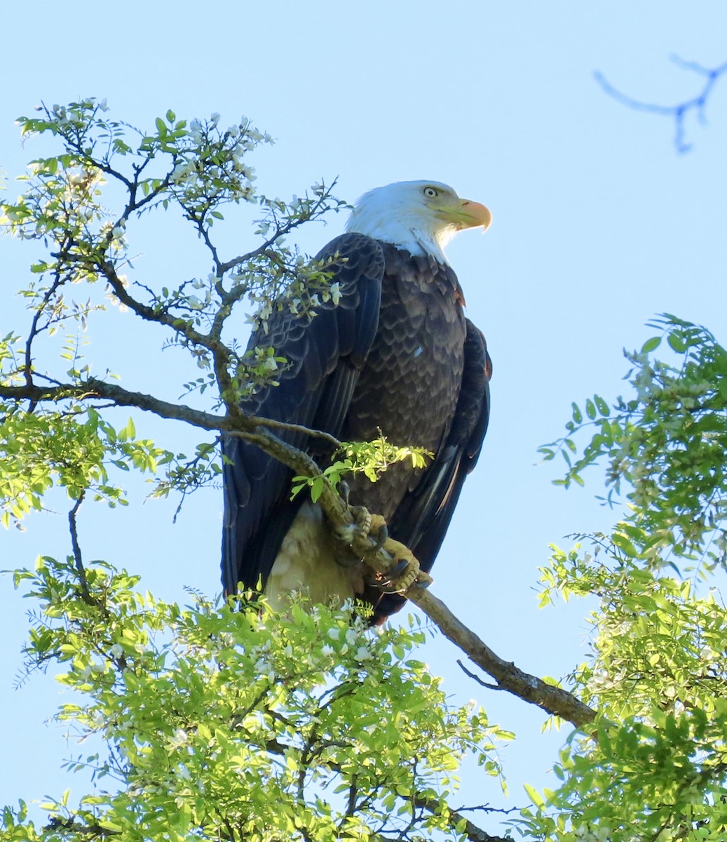 Bald Eagle - LouAnn O'Hora