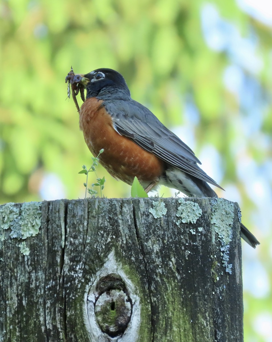 American Robin - LouAnn O'Hora