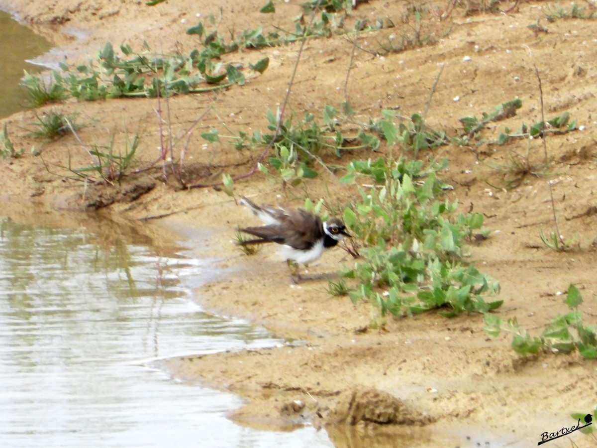 Little Ringed Plover - J. Alfonso Diéguez Millán 👀