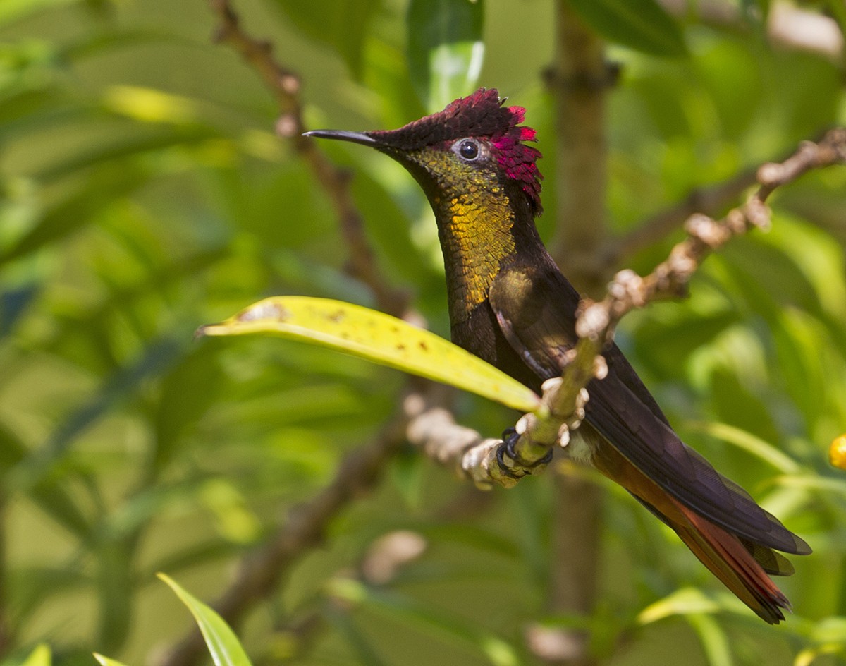 Ruby-topaz Hummingbird - ML619439631