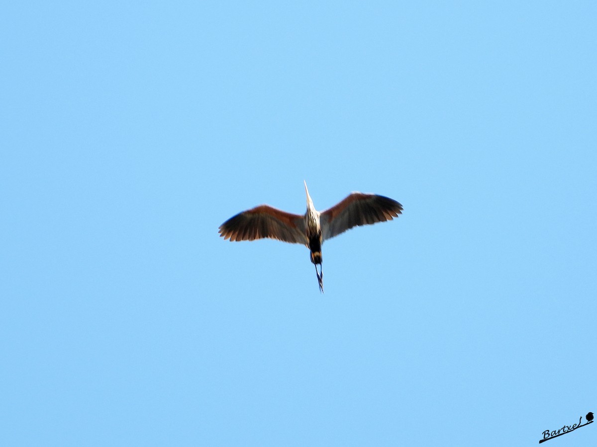 Purple Heron - J. Alfonso Diéguez Millán 👀