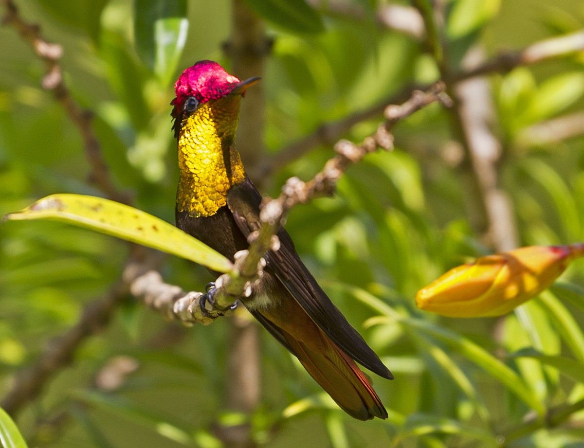 Ruby-topaz Hummingbird - Jim Hengeveld