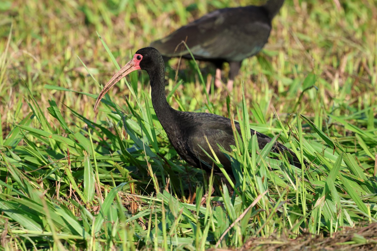 Bare-faced Ibis - Miguel Podas