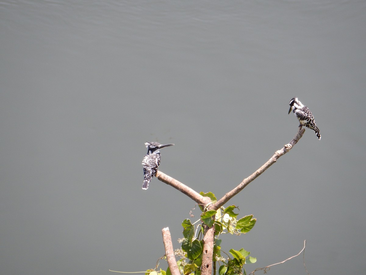 Pied Kingfisher - Katie Dustman