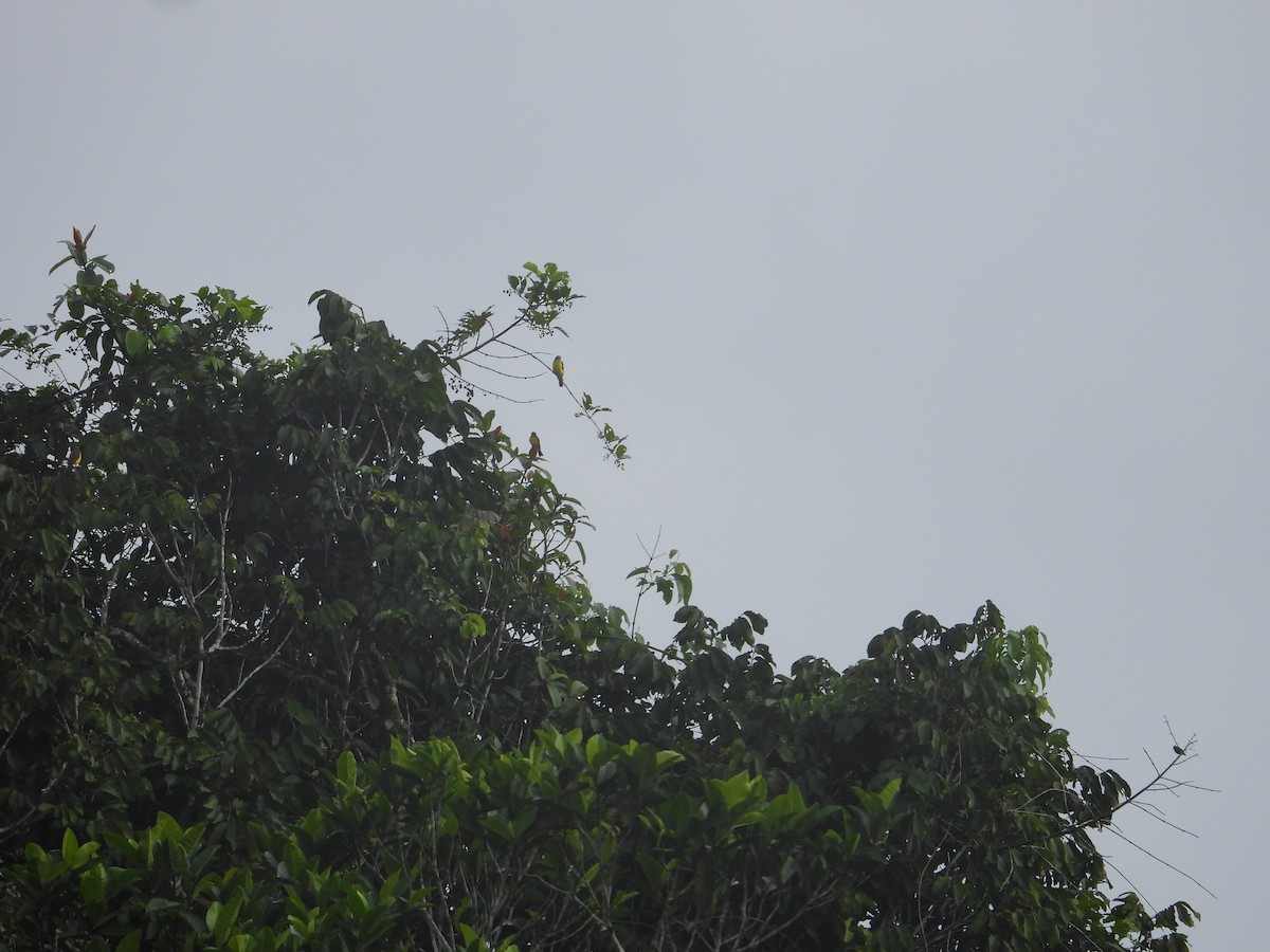 Gray-capped Flycatcher - ML619439656
