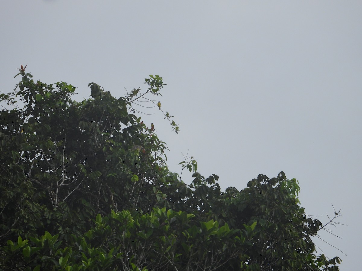 Gray-capped Flycatcher - Dave Goucher