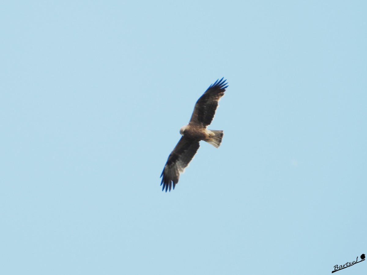 Booted Eagle - J. Alfonso Diéguez Millán 👀