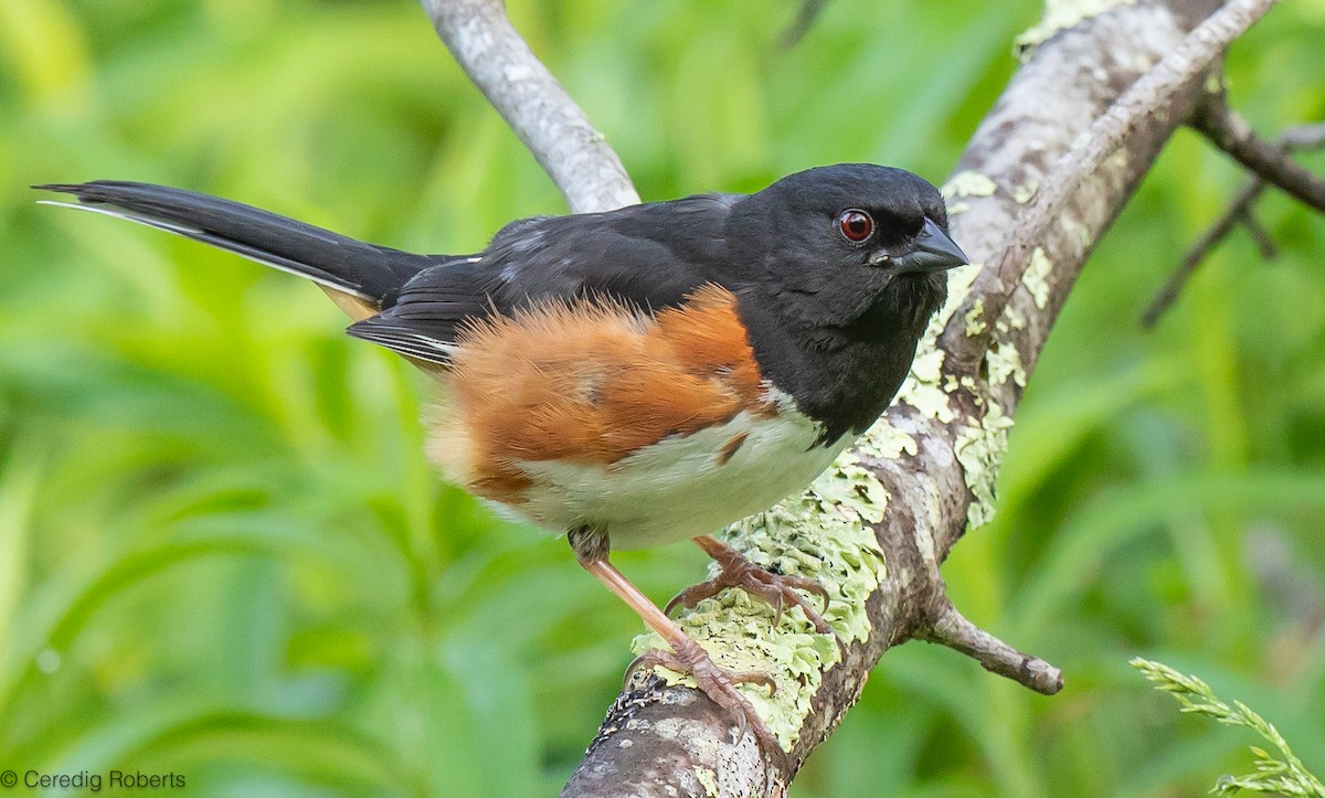 Eastern Towhee - Ceredig  Roberts