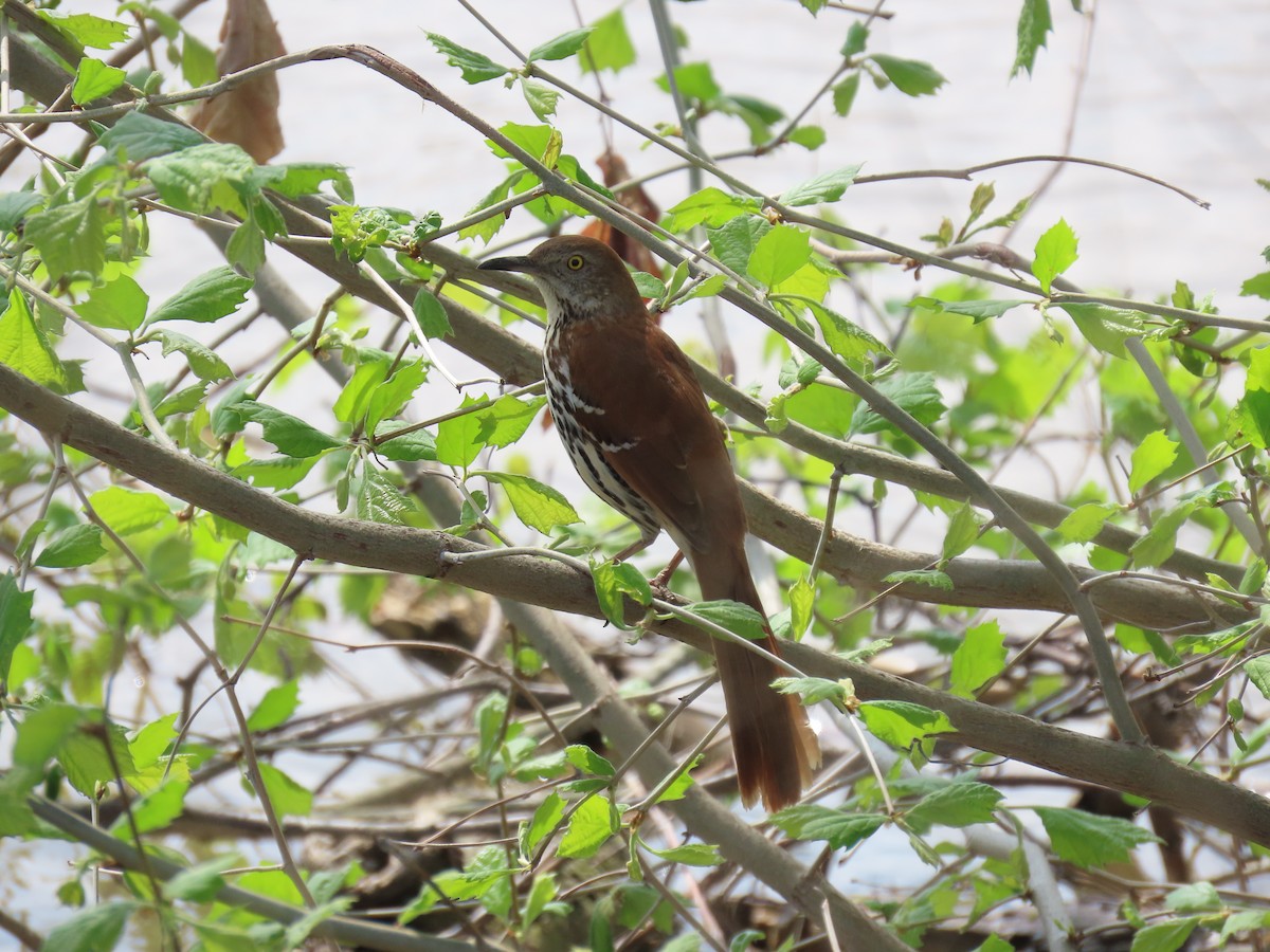 Brown Thrasher - Lucas Gentry