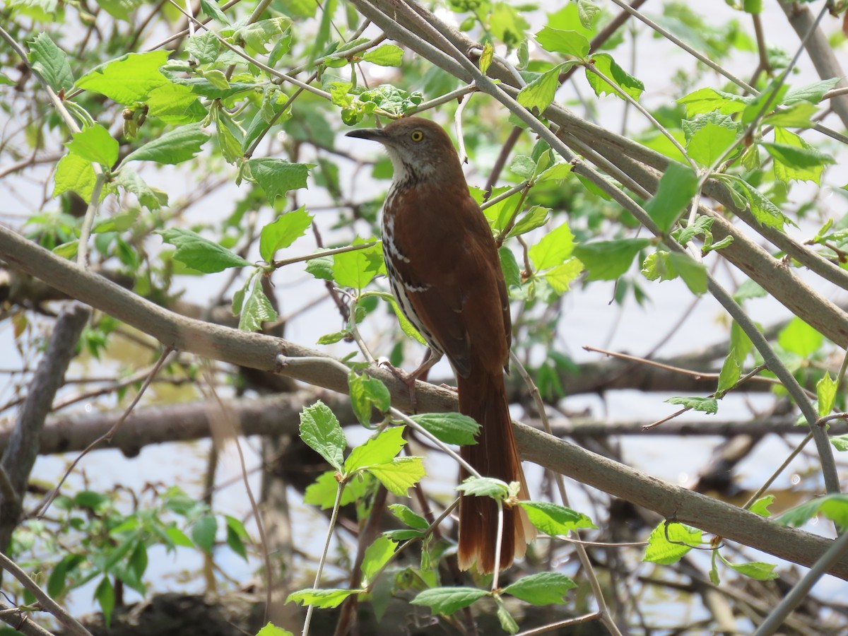 Brown Thrasher - Lucas Gentry