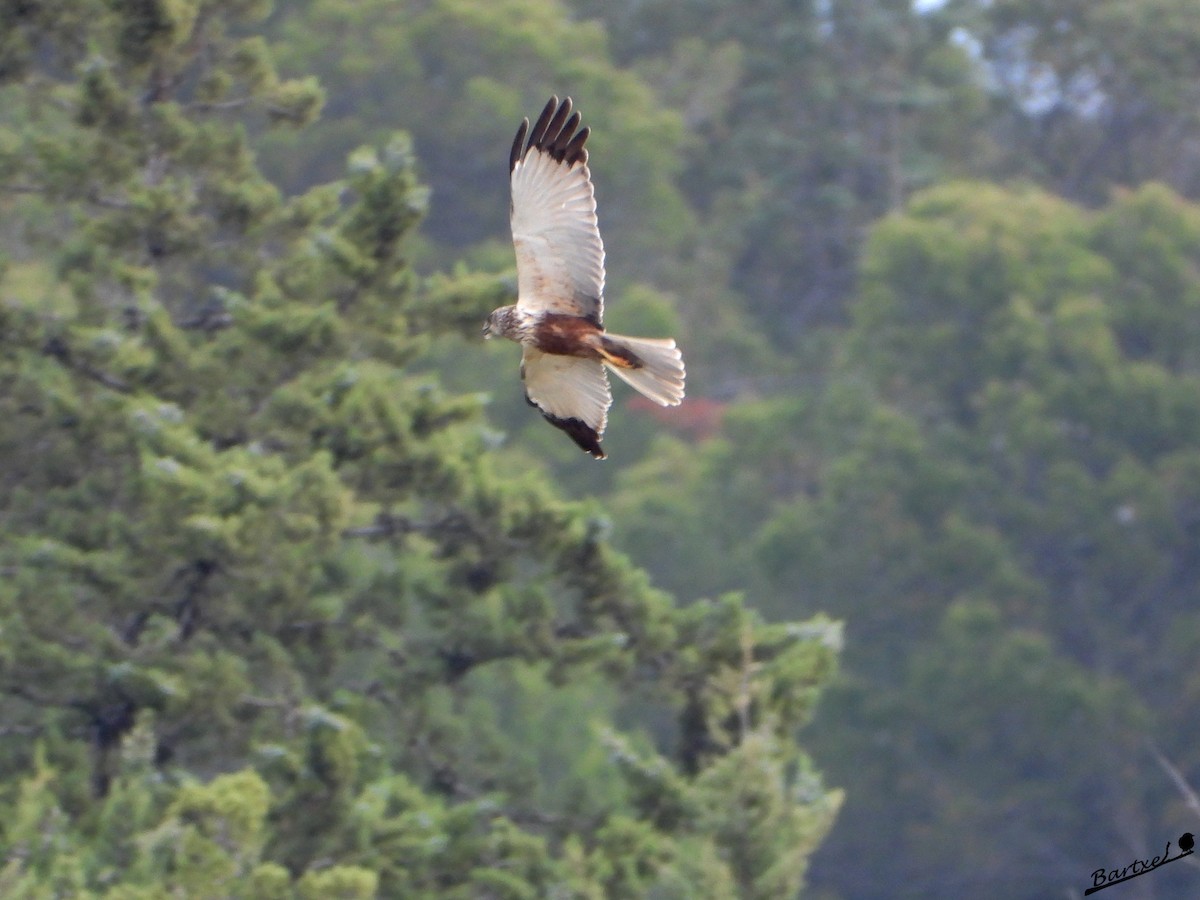 Western Marsh Harrier - J. Alfonso Diéguez Millán 👀