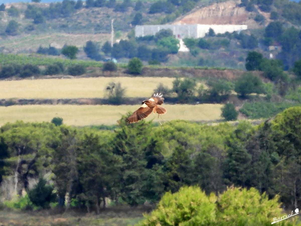 Western Marsh Harrier - J. Alfonso Diéguez Millán 👀