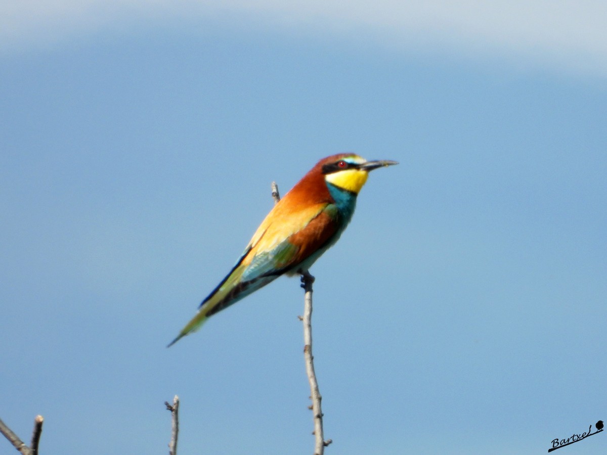 European Bee-eater - J. Alfonso Diéguez Millán 👀