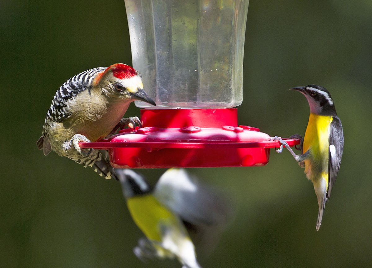 Red-crowned Woodpecker - Jim Hengeveld