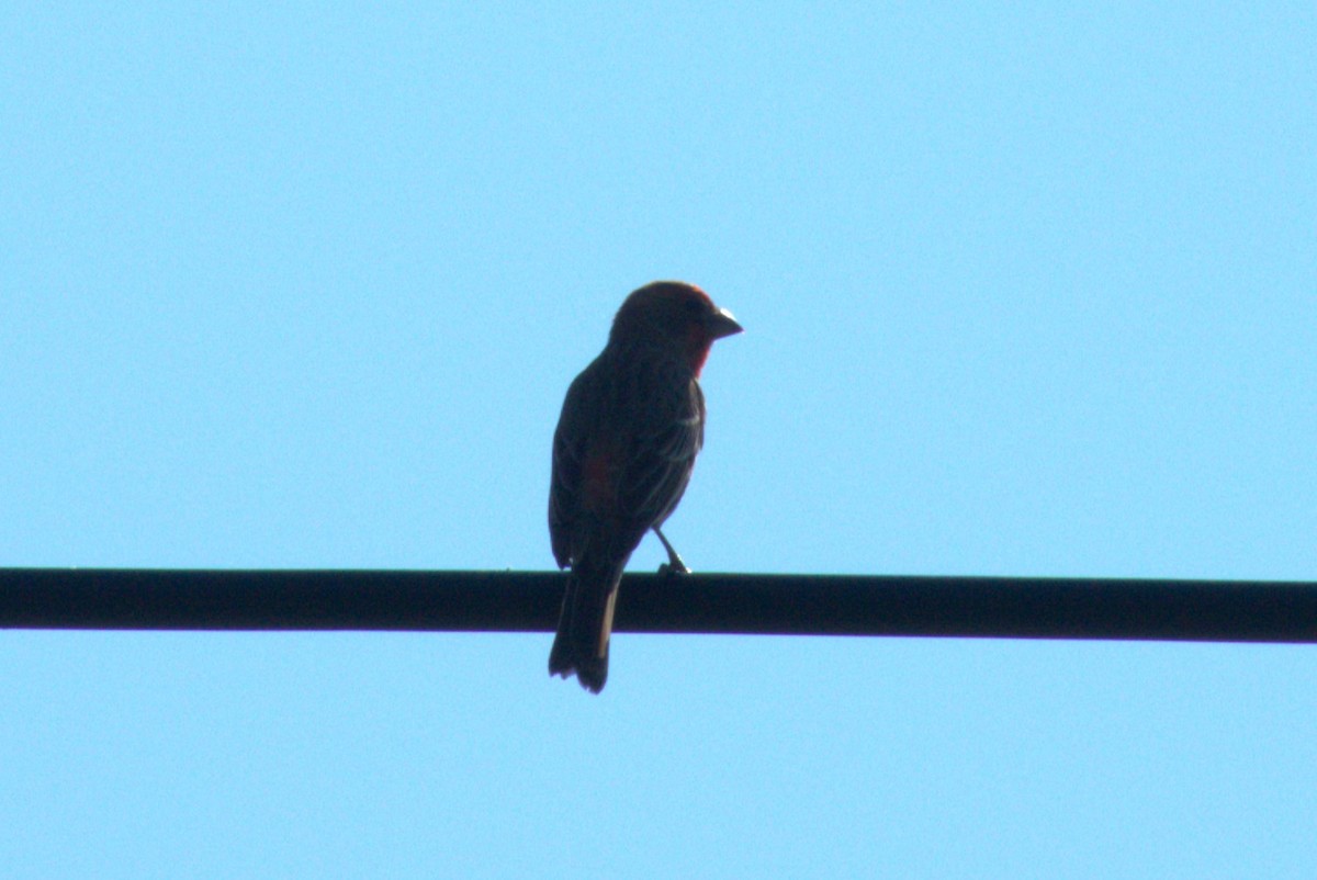 House Finch - Julie Perry