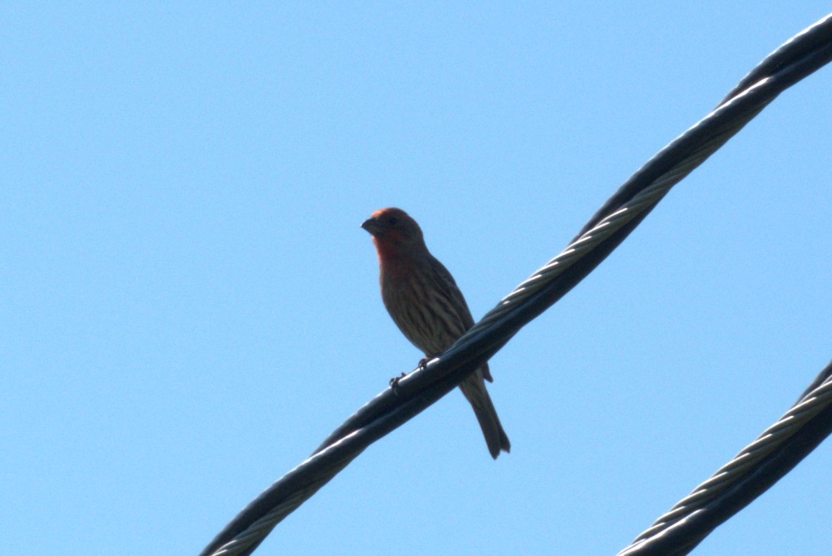 House Finch - Julie Perry