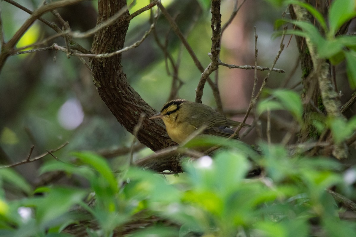 Worm-eating Warbler - Nick Accardo