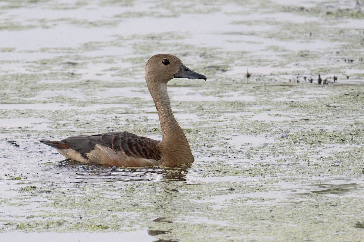 Lesser Whistling-Duck - Junpha Jartuporn