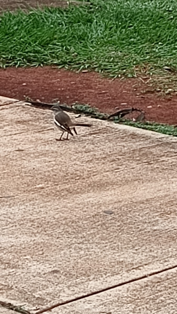 White-banded Mockingbird - ML619439707