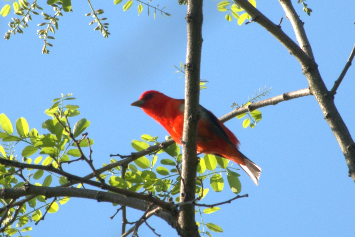 Scarlet Tanager - Julie Perry