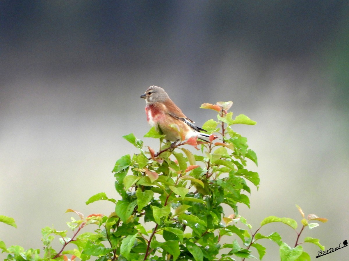 Eurasian Linnet - J. Alfonso Diéguez Millán 👀