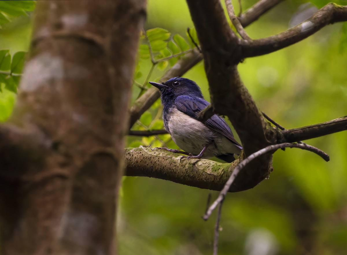 Hainan Blue Flycatcher - Matthieu Chotard