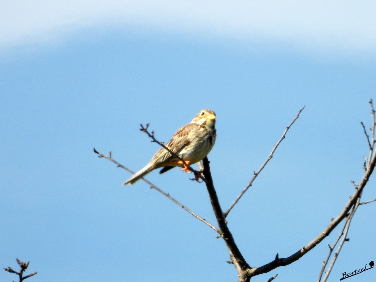 Corn Bunting - J. Alfonso Diéguez Millán 👀