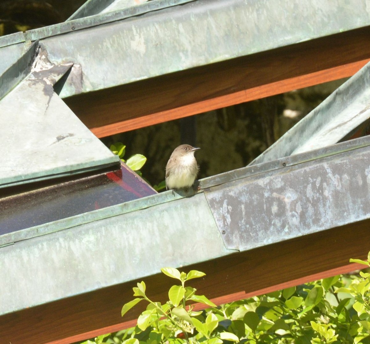 Eastern Phoebe - Daniel DeLapp