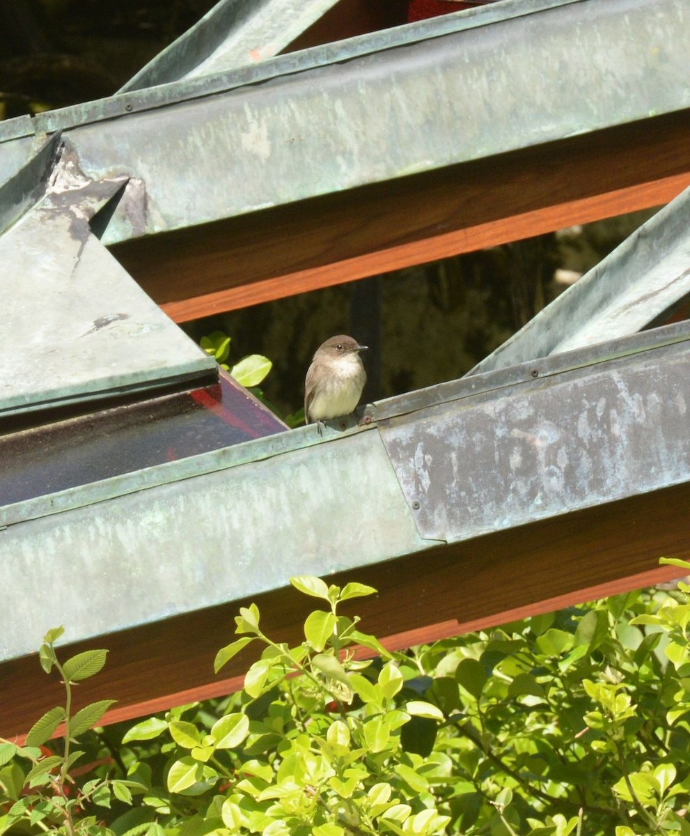 Eastern Phoebe - Daniel DeLapp