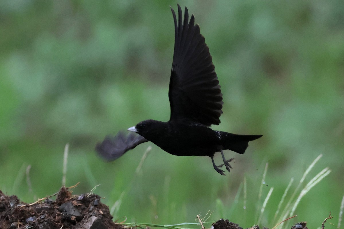 Black Lark - Charley Hesse TROPICAL BIRDING