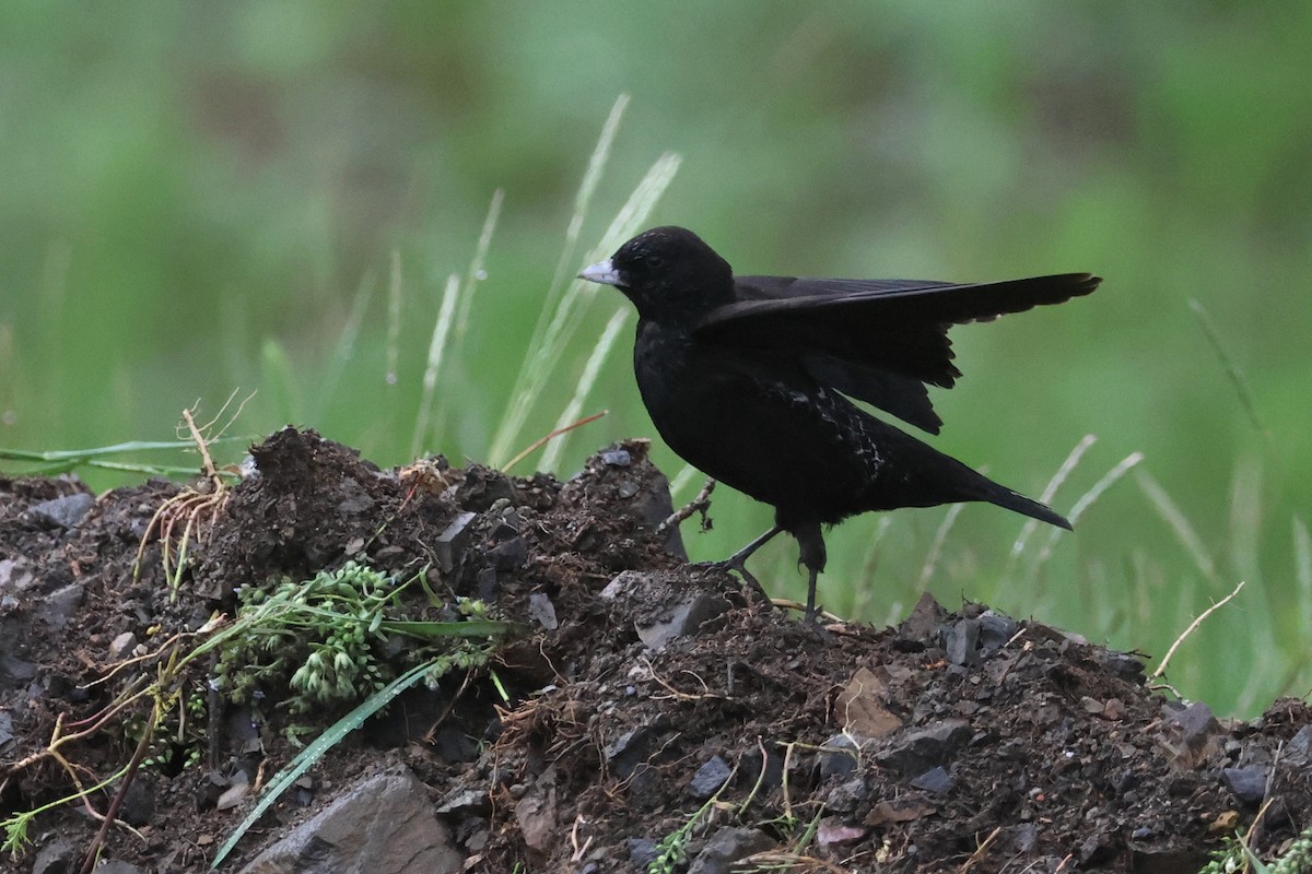 Black Lark - Charley Hesse TROPICAL BIRDING