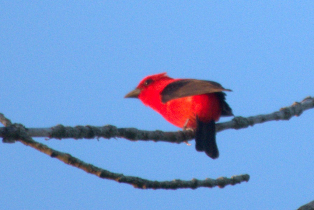 Scarlet Tanager - Julie Perry